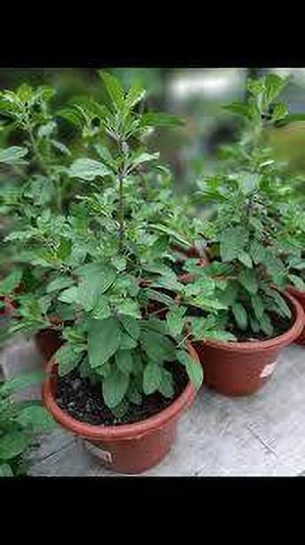 Greenlive traders Tulsi Plant