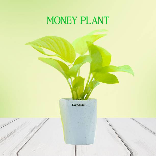 Greenium Money Plant