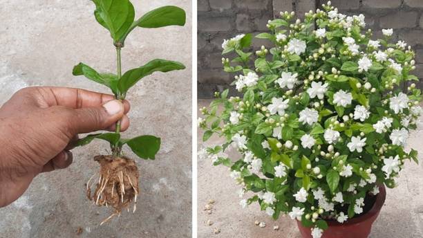 Royplant Jasmine Plant
