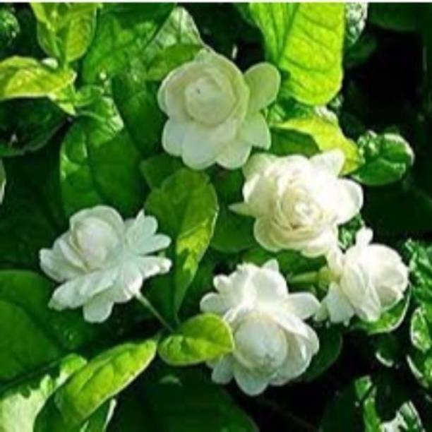 Wrenna Jasmine Plant