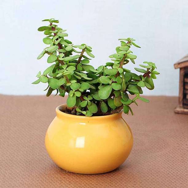 GreenHavenn ZZ Plant