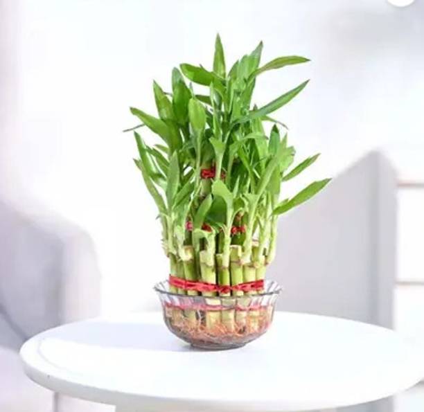 SounakPlants Three Layer Bamboo Plant
