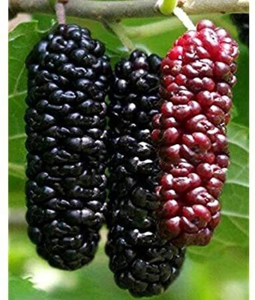 Oxygreenplant Shahtoot/Mulberry Plant