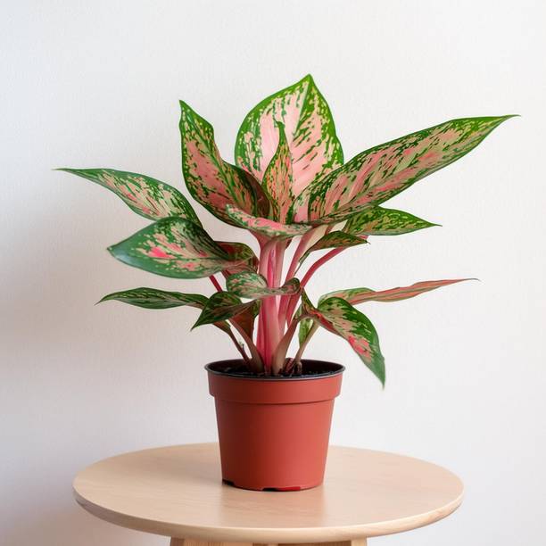 Sourav Nursery Aglaonema Lipstick Plant
