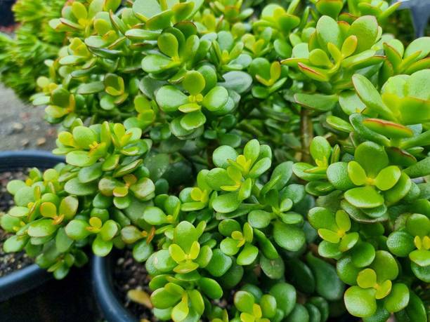पेटलपथ क्रसुला प्लांट पौधा