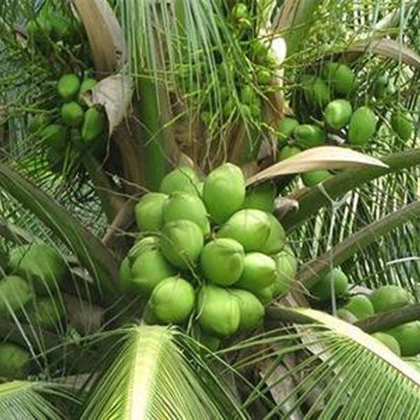 Rozaliya Coconut Plant