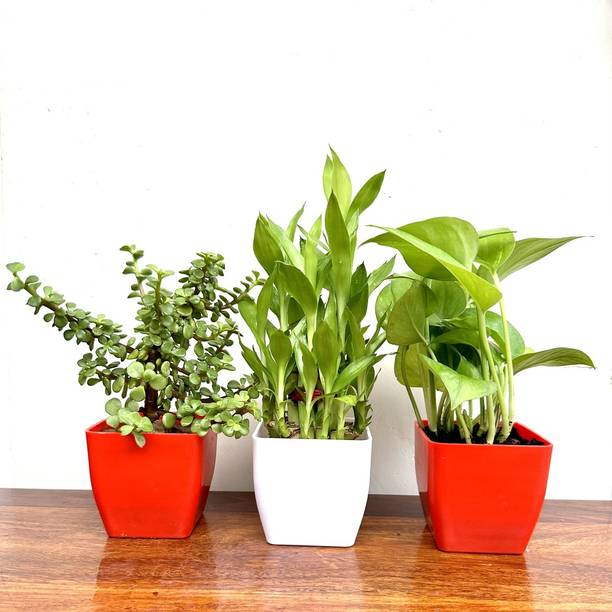 Gabbro Two Layer Bamboo Plant, Jade Plant, Money Plant