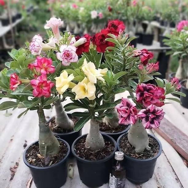 RupRish Adenium Plant