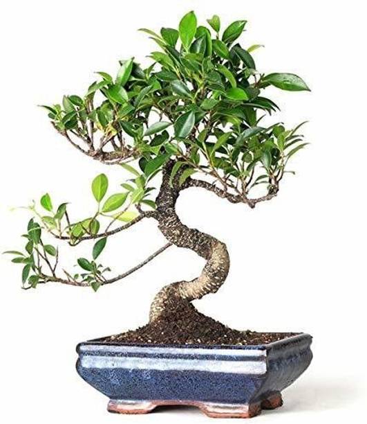 Rozaliya Ficus Bonsai Plant
