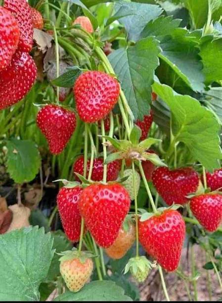 Adrita Strawberry Plant