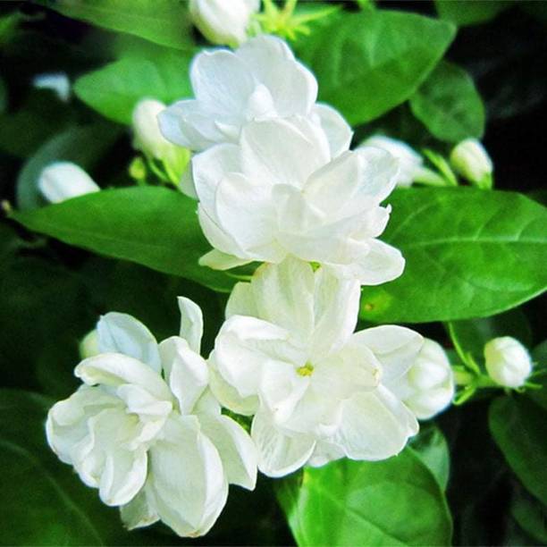 jismin Jasmine Plant