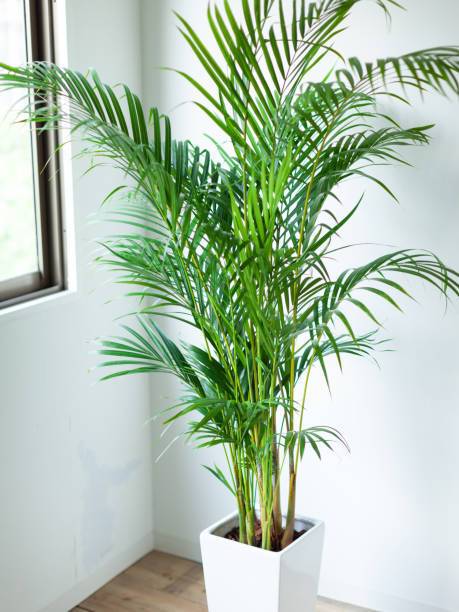 MAMONI TRADERS Areca Plam