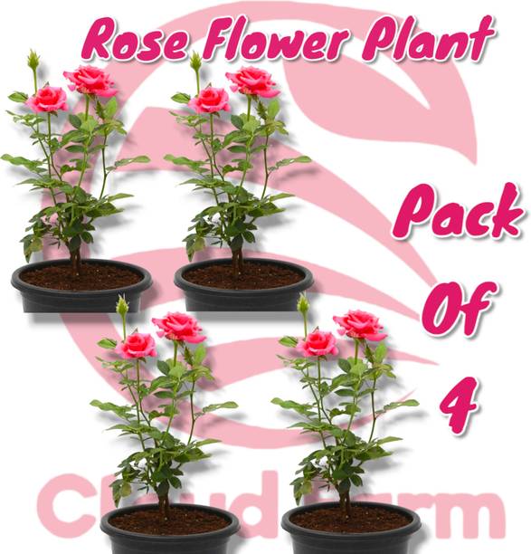 Cloud Farm Rose Plant