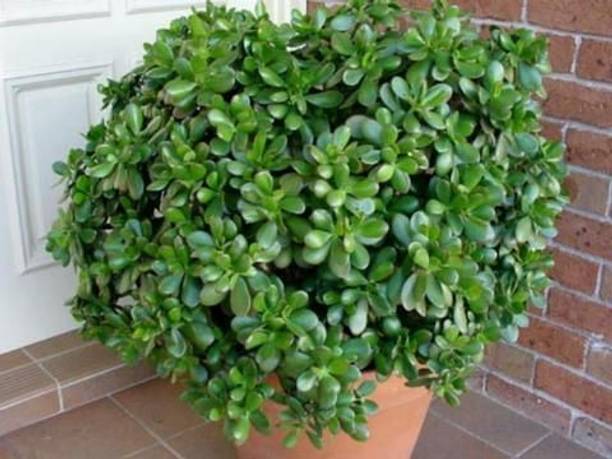 AquinnahGaden Jade Plant