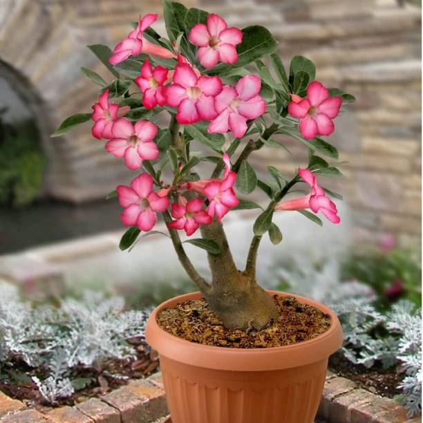 SAIQUALES Adenium Plant