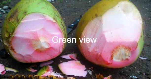 Green view Coconut Plant