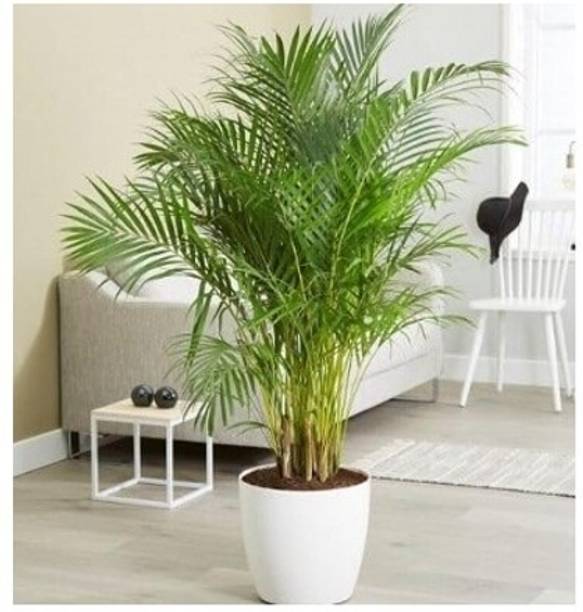 Treeicks Areca Palm