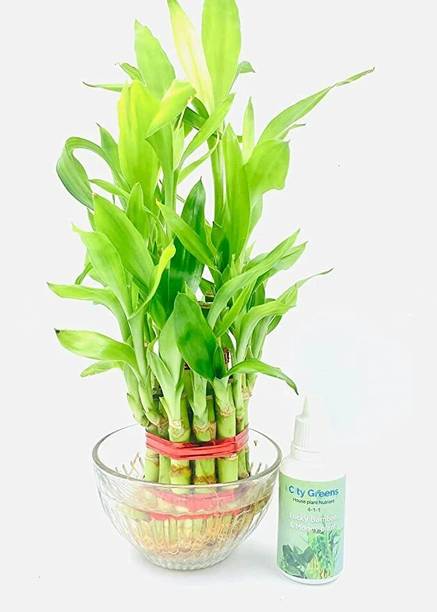 AGRAWBIC Two Layer Bamboo Plant
