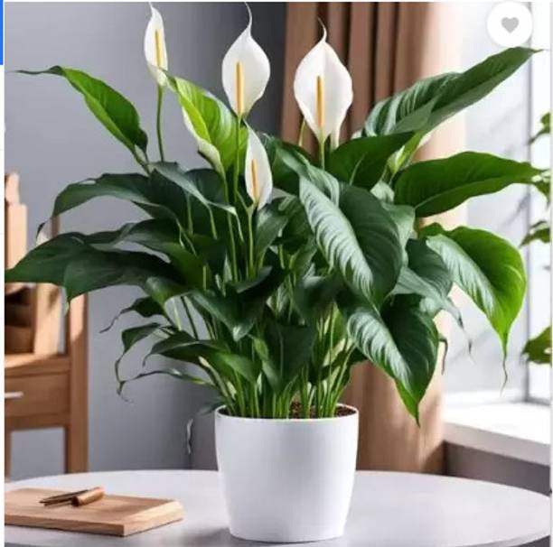 NurseryBazar Peace Lily Plant