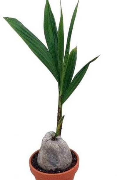 Rstcompqxyz Coconut Plant