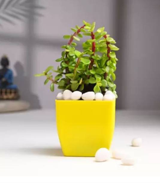 Gabbro Jade Plant
