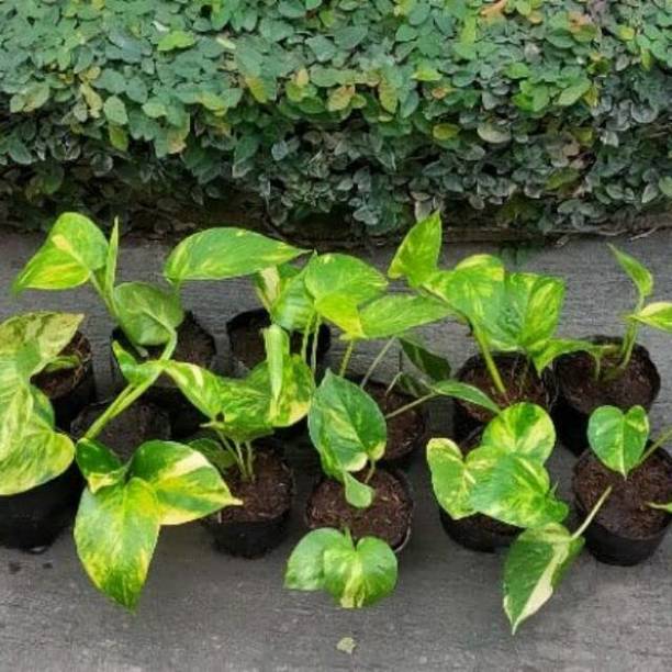 Cloud Farm Money Plant