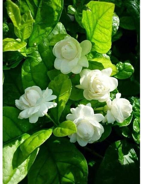 chiku Jasmine Plant