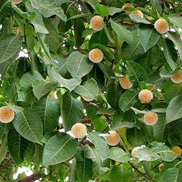 KPBHANDER Kadam Plant