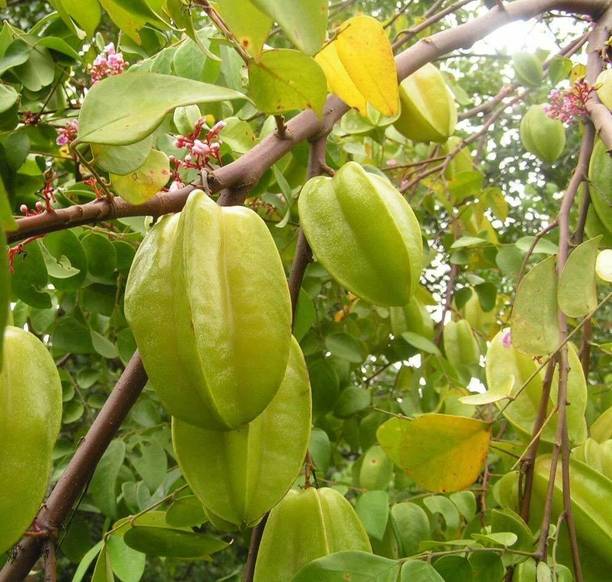 Royplant Star Fruit Carambola Grafted Plant