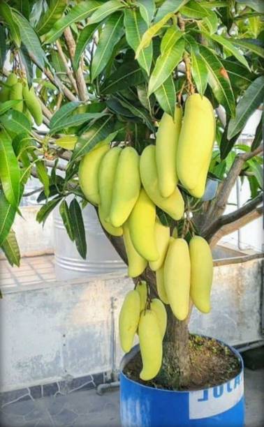greenhousestore Mango Plant