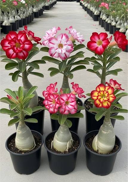 AMBRUZZ Adenium Plant