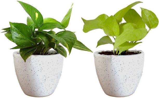 Rozaliya Money Plant
