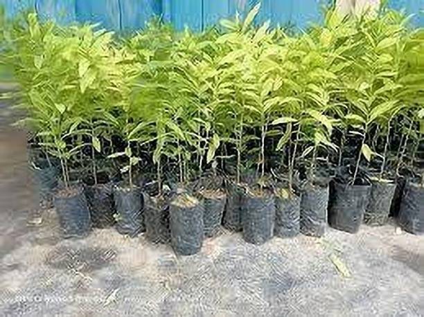 PetalPath White Sandalwood Plant