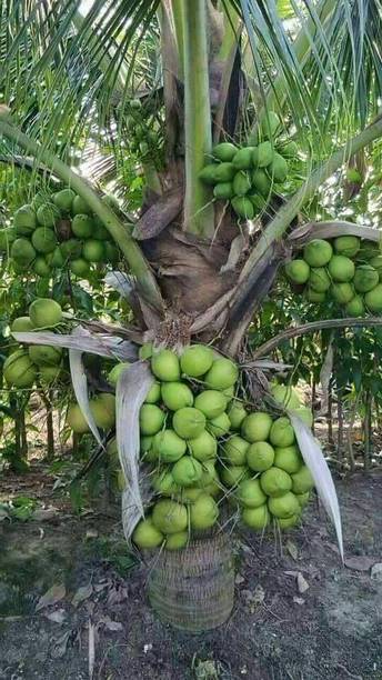 Green view Coconut Plant