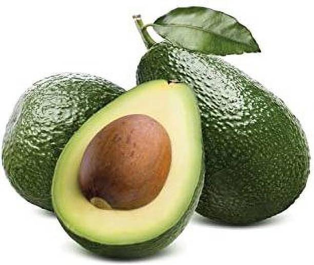 PlantQuipo Avocado Plant