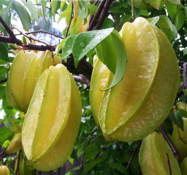 Cloud Farm Star Fruit Carambola Grafted Plant