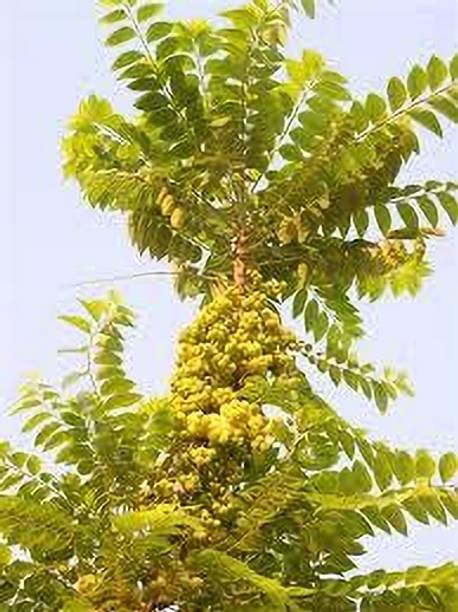 GLOBQRO Amla Plant