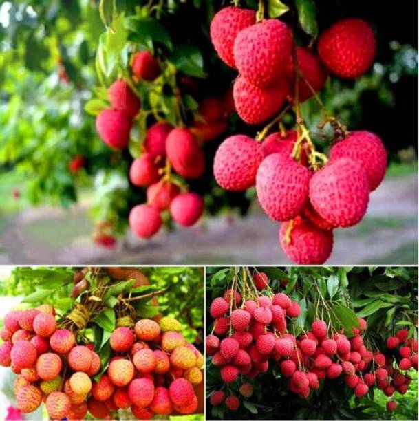 Cloud Farm Litchi Plant