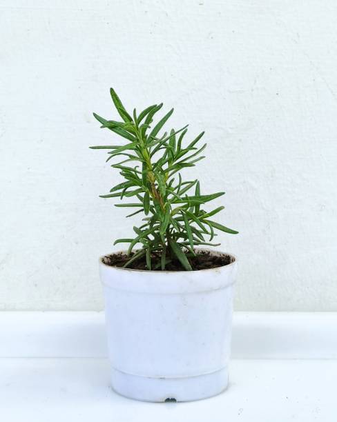 TOFOH Rosemary Plant