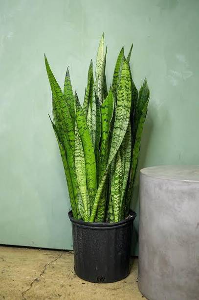 MATARANURSERY Snake Plant