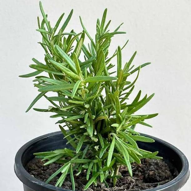 Aestheticplant Rosemary Herb Plant
