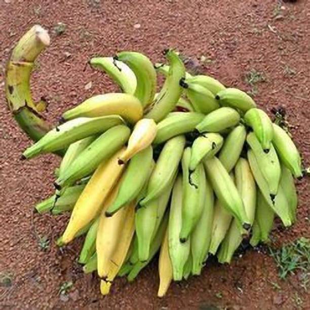 Cloud Farm Banana Plant