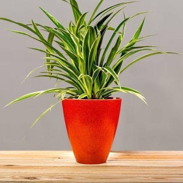 Adrita Spider Plant