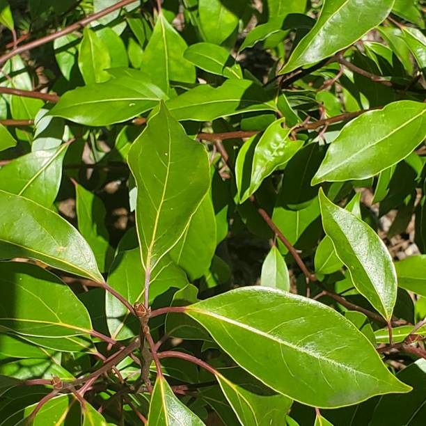 Platone Camphor Plant