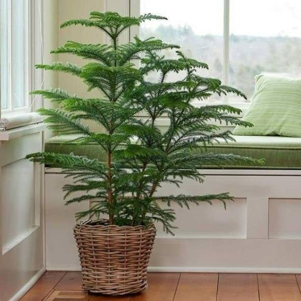 KUBERAA Christmas Tree Plant