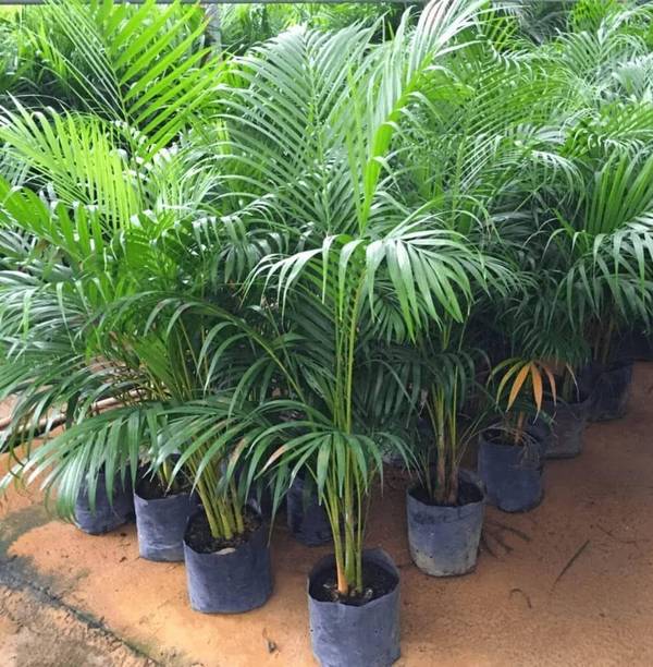 Areca Plam Areca Palm