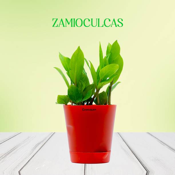 Greenium Zamia Plant
