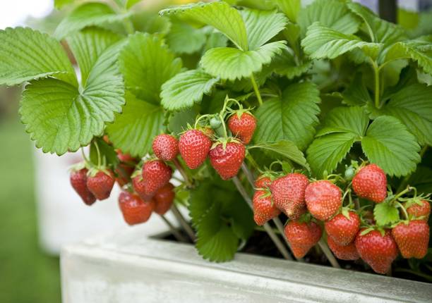 GroWgaach Strawberry Plant