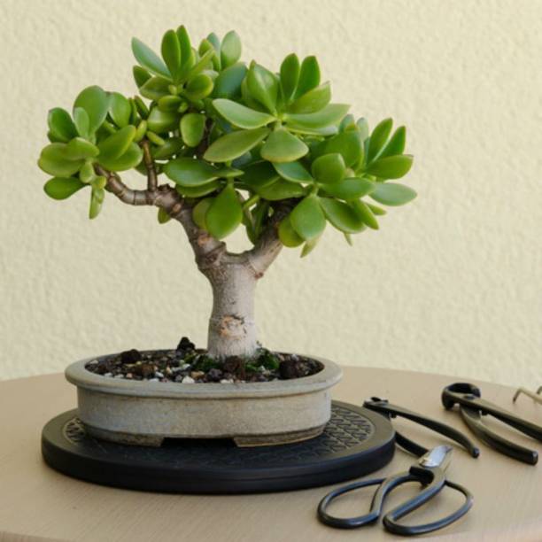Aclipastal Jade Plant