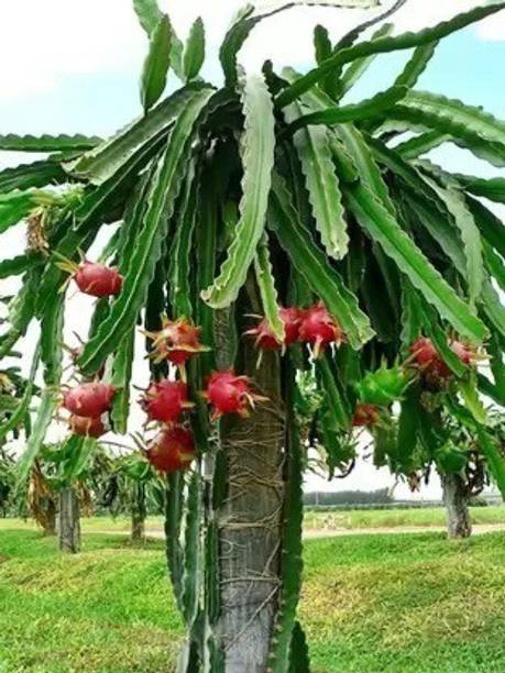 Cloud Farm Dragon Tree